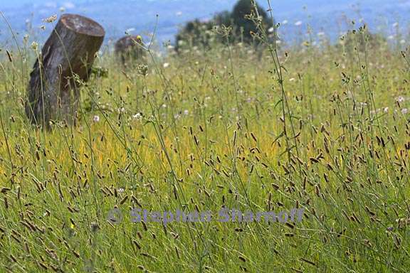 field of grass provence 1 graphic